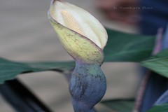 Xanthosoma sagittifolium